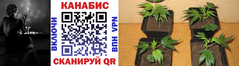 где купить наркотик Кяхта OMG Марихуана индика